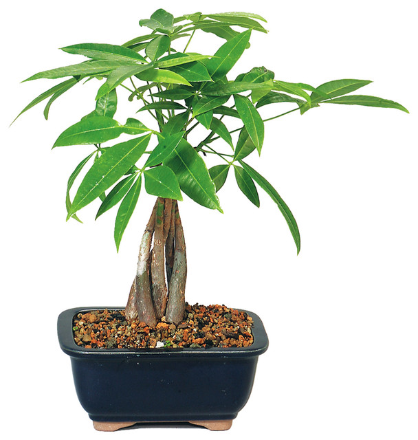 Asian Plant 15