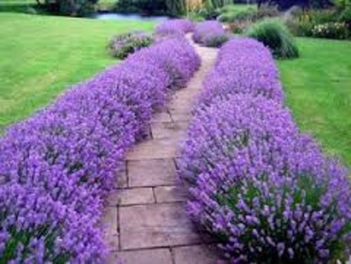 hardy lavender plants grow herbs and flowers in edging with perennials hardy lavender plants grow herbs and flowers in edging with perennials