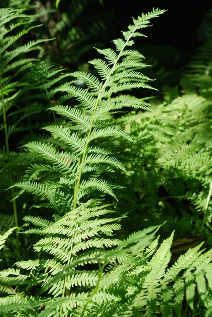 Great Design Plant: Athyrium Filix-Femina