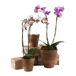 Zodax - Zodax Mango Wood Orchid Pot with Steel Insert - Zodax - Flower ...