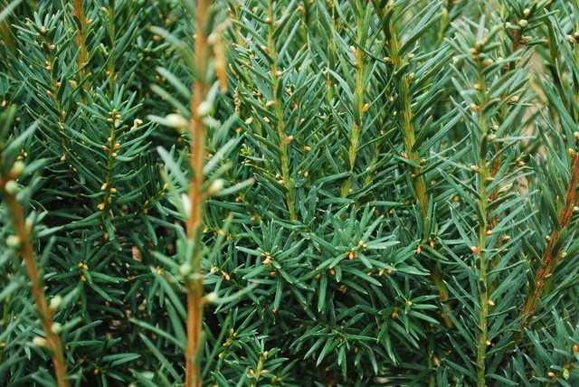 Hicks Yew - Landscape - charlotte - by Jay Sifford Garden Design