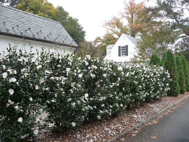 Screening with fall bloooming camellias.