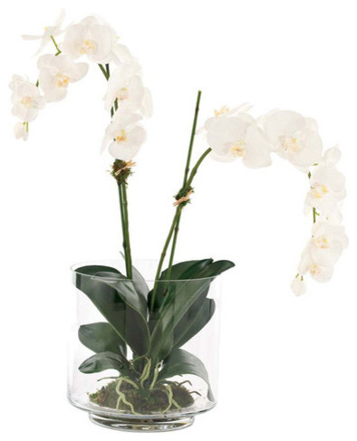 Orchid Phalaenopsis Glass Cylinder - Contemporary - Plants - charleston ...