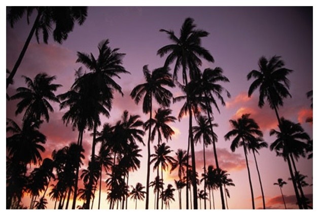 Palm Trees in Hawaii Mural - Tropical - Wallpaper - other metro - by ...