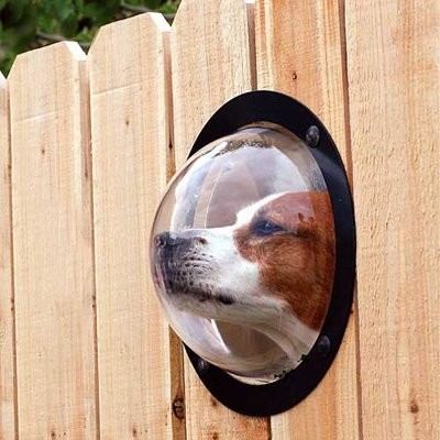 8 Backyard Ideas to Delight Your Dog