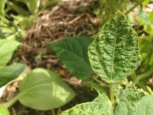Help ID plant disease
