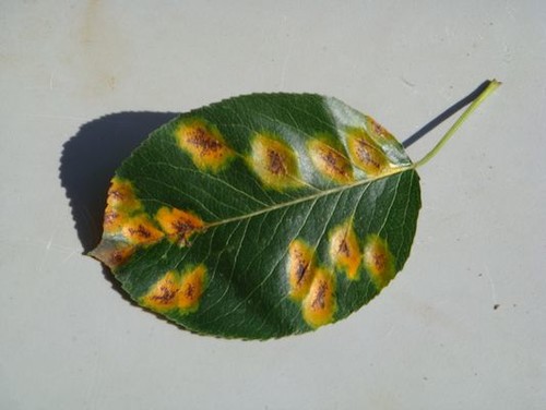 Pear tree leaf disease