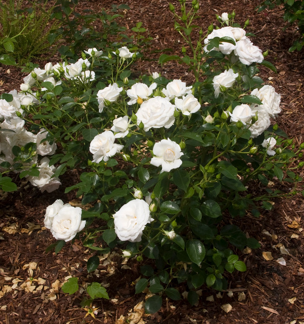 Glacier Magic® Shrub Rose - Traditional - Plants - by Monrovia