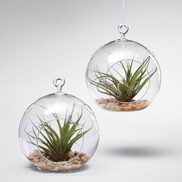 Glass Garden Globe - Plants - by RedEnvelope