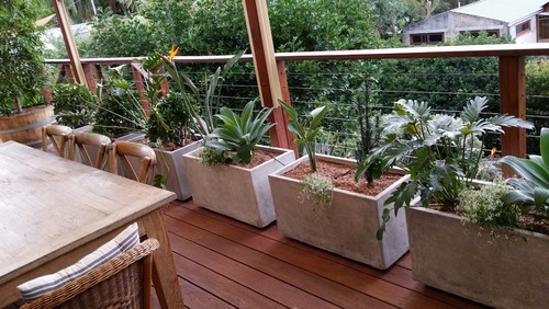 balcony garden — the lovely plants