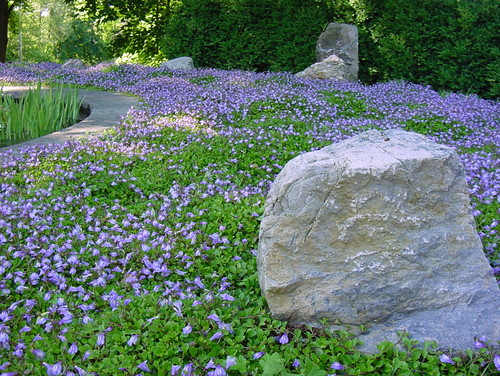 Replace Your Lawn With A Groundcover, How To Replace Your Lawn With Ground Cover