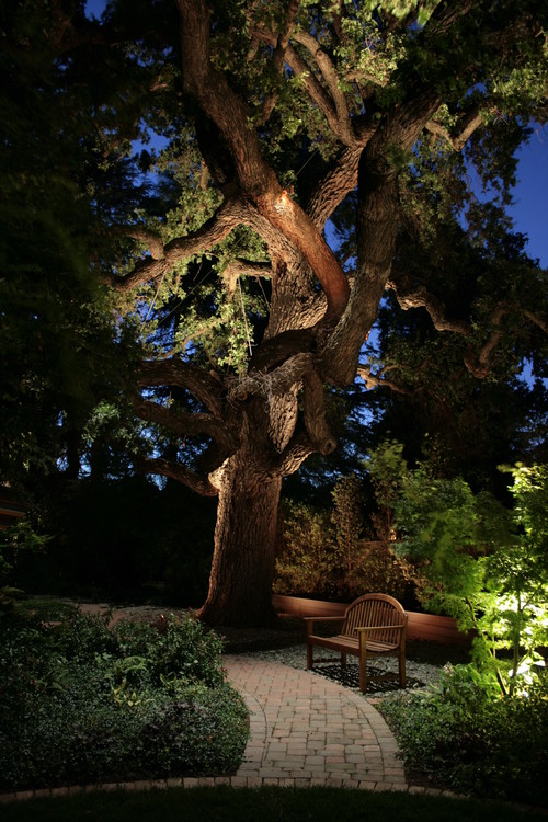 lighted walkway can be combined with landscape lighting like this beautiful tree