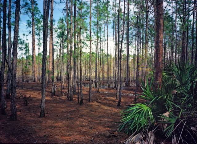 Pine Forest II. Split Oak. - Tropical - orlando