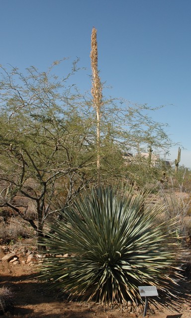 Great Design Plant: Desert Spoon