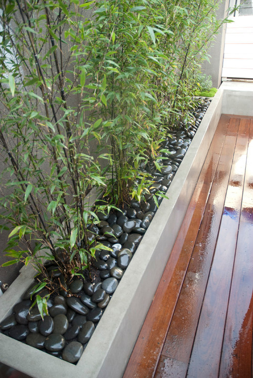 Bamboo Landscaping Guide Design, Types Of Bamboo For Landscaping