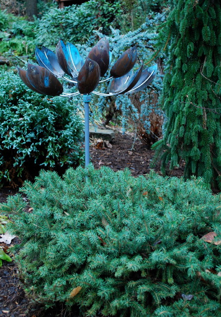 Birds Nest Spruce in conifer garden. - Eclectic - charlotte - by Jay ...