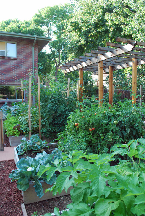 Grow A Thriving Vegetable Garden This Summer - Lifescape Colorado
