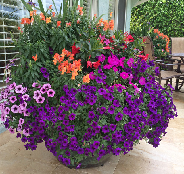 Allen backyard transformation with jumbo pots brimming with petunias ...