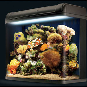 Fish Box Pro 94 Tank - Contemporary - Aquariums & Fish Tanks - other ...