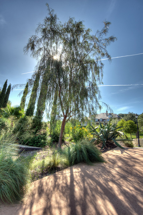 San Diego Trees Guide: Best Types To Plant in Your Yard | Install-It-Direct