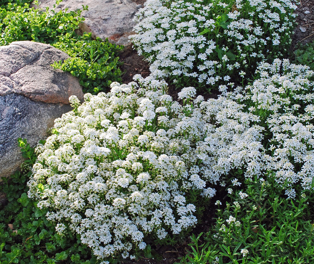 candytuft (Iberis sempervirens) - Contemporary - denver - by Jocelyn H ...